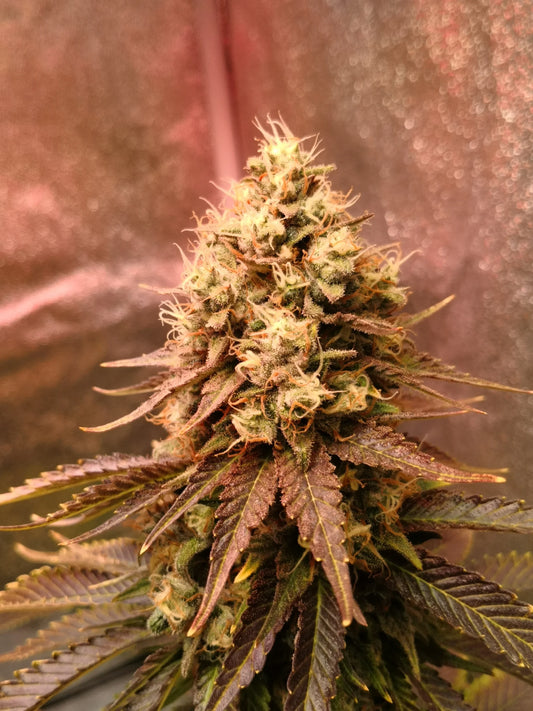 BerryBoom – demnächst verfügbar !!